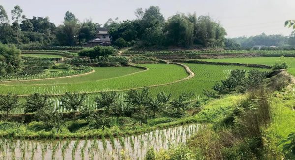 重慶市受污染耕地安全利用示范（九龍坡區(qū)）項(xiàng)目